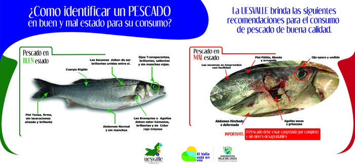 Evite intoxicaciones por el consumo de pescado y sus derivados en Semana Santa