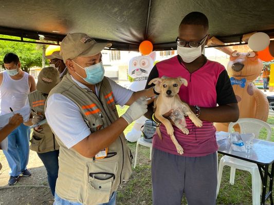 Más de seis mil perros y gatos vacunados en el Día de Lucha Contra la Rabia